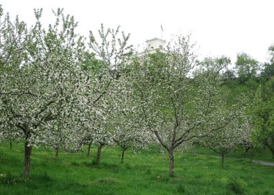 Apfelblüte in Prag