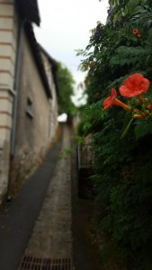 Blume in Le Thoureil
