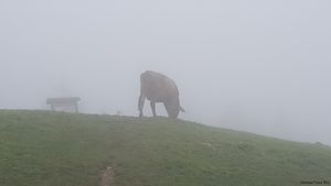 Kuh im Nebel am Monte Baldo