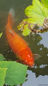 Goldfisch im Heller Garten Gardasee
