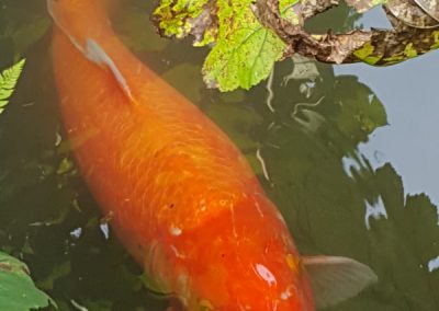 Goldfisch im Heller Garten Gardasee