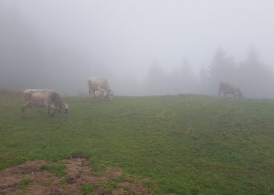 Kuh im Nebel am Monte Baldo