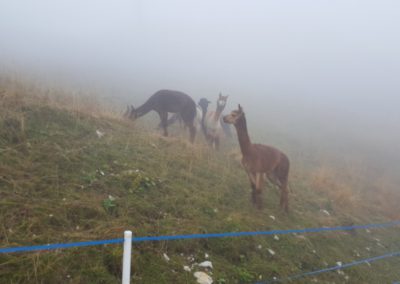 Lamas am Monte Baldo