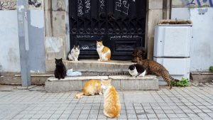 Katzen in Istanbul