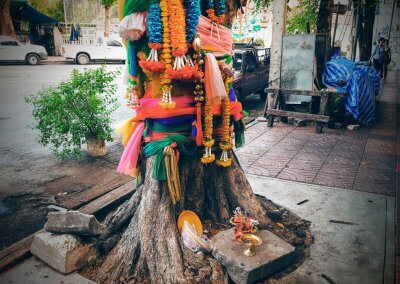 Heiliger Baum in Bangkok