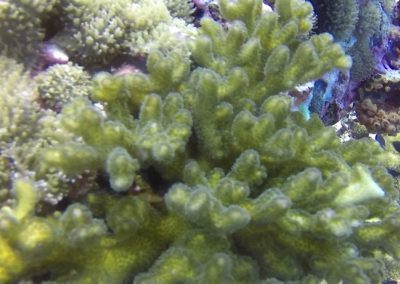 Korallen am Sailrock