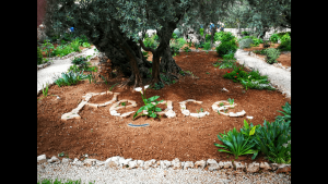 Peace in Garten Getsemani