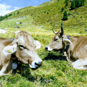 Kühe auf der Melageralm im Vinschgau