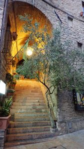 Olivenbaum in Assisi