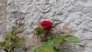 Rose in Assisi