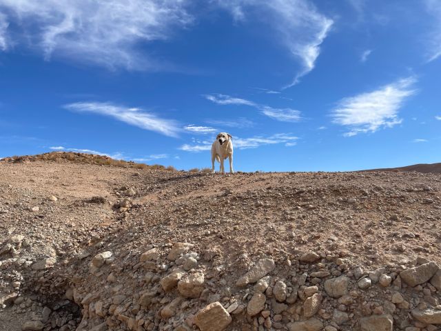 Hund im Atlasgebirge